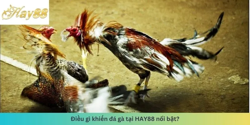 Điều khiến đá gà nổi bật