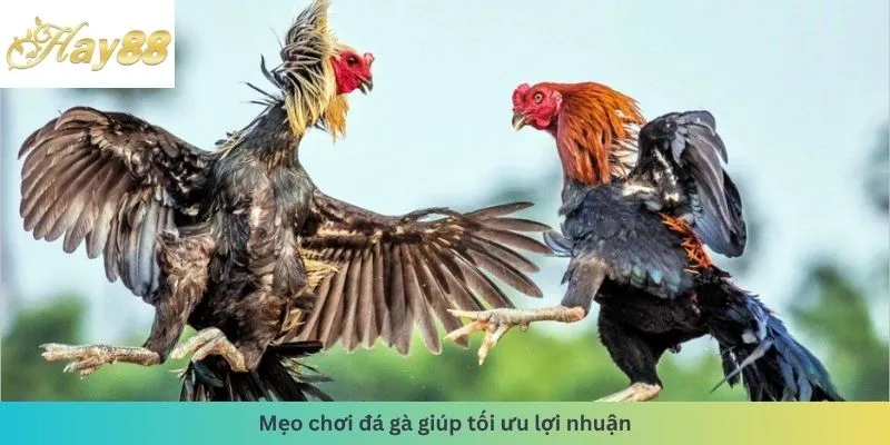 Mẹo chơi tối ưu lợi nhuận
