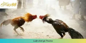 luật đá gà Thomo