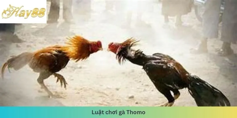 luật đá gà Thomo